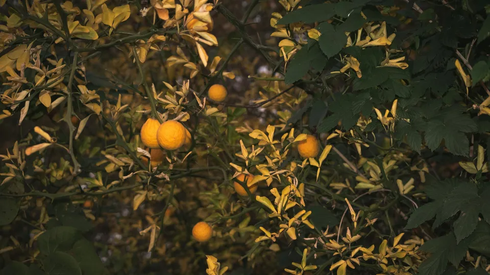 Lemon tree